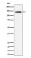 Importin 9 / RANBP9 Antibody